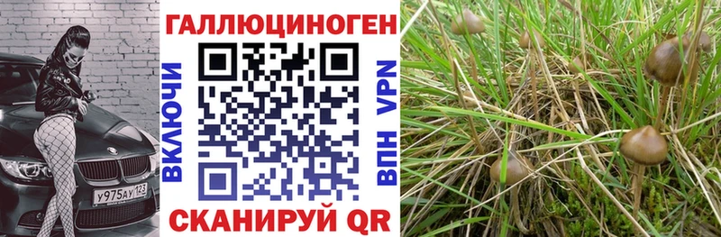 Псилоцибиновые грибы Psilocybe  Видное 